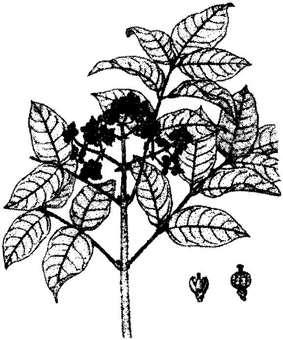 吳茱萸